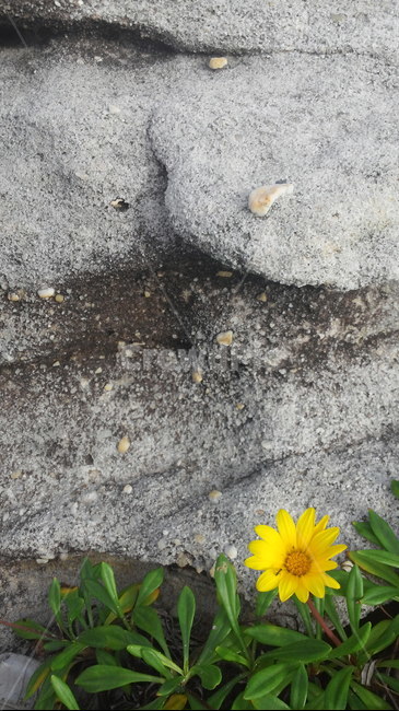 꽃,야생화,플라워,꽃잎,flower,여름꽃,꽃이름,꽃송이,식물,자연,plants,nature,꽃,flower