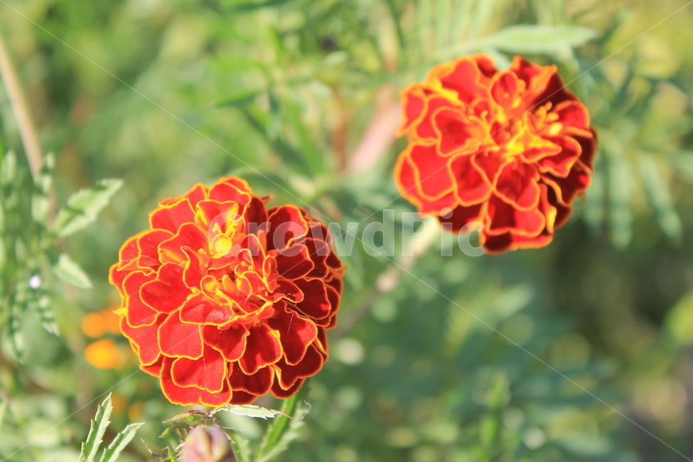 만수국,가을,식물,꽃,autumn,fall,plant,flower,flowers,geranium,제라늄,매리골드,메리골드,marigold,식물,자연,plants,nature,꽃,flower