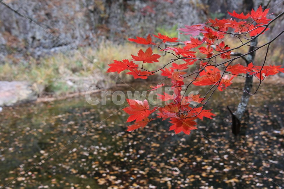 단풍,빨강,가을,잎,가을단풍,가을,계절,fall,autumn,season,plant,식물,leaf,tree,나무