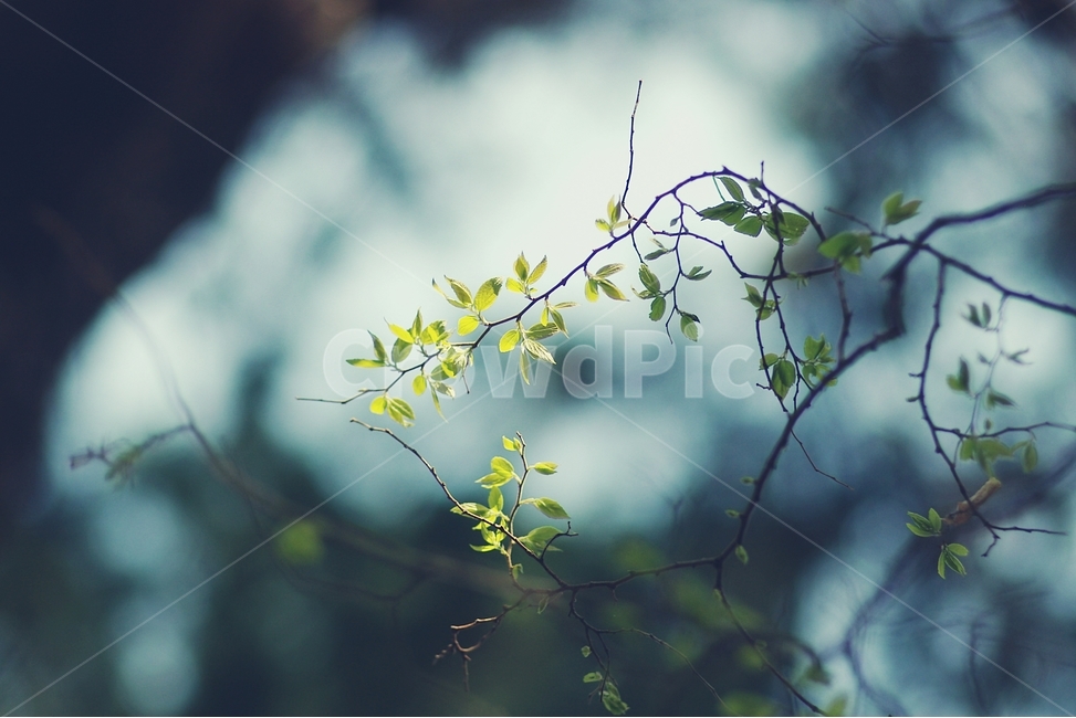 나무,봄,spring,새싹,싹,잎,나뭇잎,tree,leaf,봄,계절,spring,season,식물,자연,plants,nature,감성,sensible,feeling