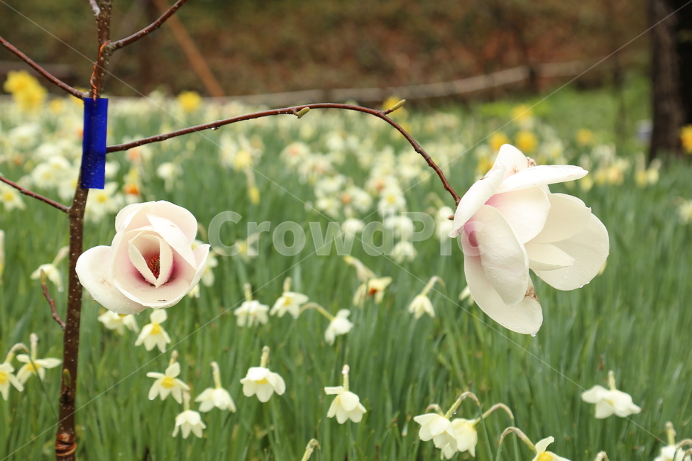 목련,천리포수목원,백목련,봄,꽃,봄,계절,spring,season,식물,자연,plants,nature,꽃,flower,plant,blossom