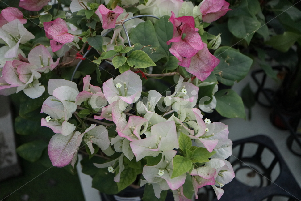 blossom,꽃,flower,plant,식물,부겐빌레아,bougainvillea,관목,핑크엔젤,부겐베리아,온실,쌍떡잎식물