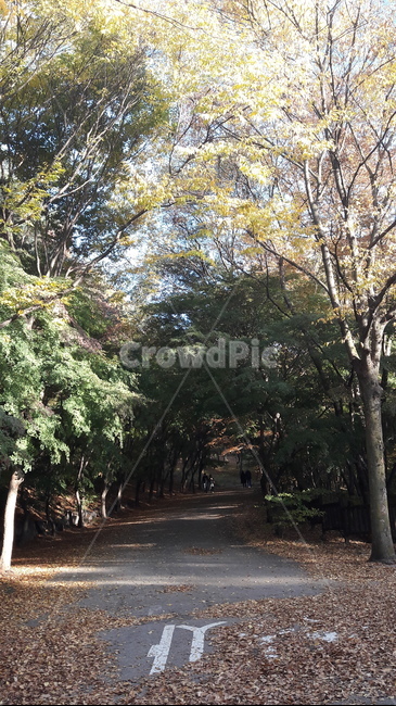 가을,단풍,나무,하늘,아름다움,가을,계절,fall,autumn,season,tree,plant,식물,outdoors,옥외,garden,정원,tree trunk,나무 줄기