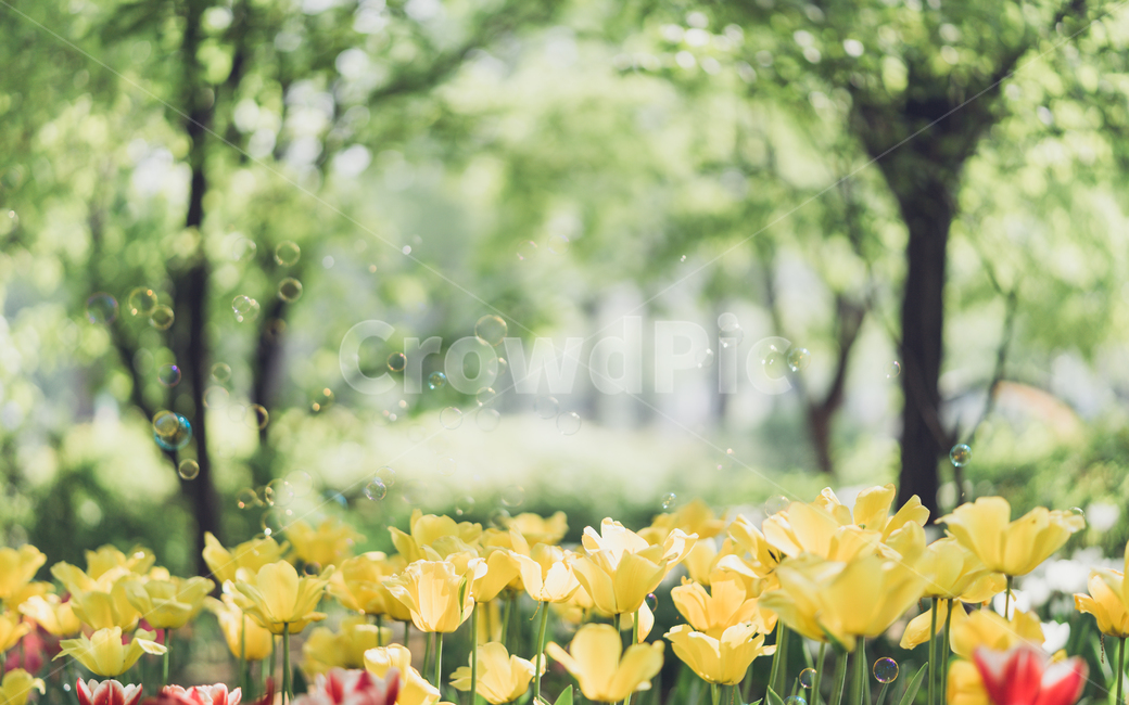 자연,꽃,tulip,튤립,튤립꽃,식물,자연,plants,nature,꽃,flower