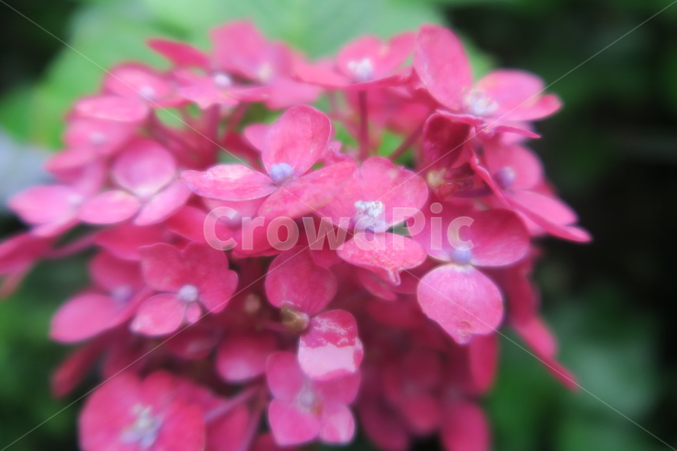 꽃,수국,flower,수국축제,태종대,봄꽃,봄이미지,봄날,spring,꽃축제,flowers,식물,아름,자연,nature,핑크,pink,분홍색,식물,자연,plants,nature,꽃,flower