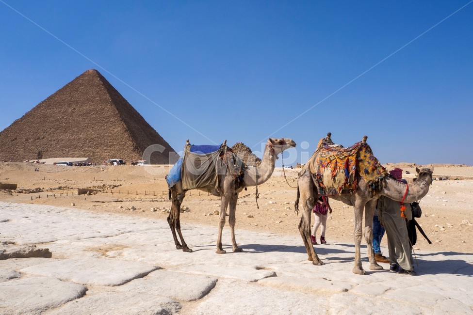 이집트,egypt,카이로,cairo,기자지구,giza,피라미드,이집트피라미드,egyptpyramid,사막낙타,camel,동물,animal,포유류,mammal