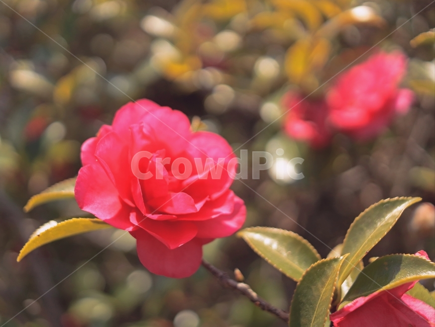 꽃,동백,클로즈업,접사,봄,식물,자연,plants,nature,꽃,flower