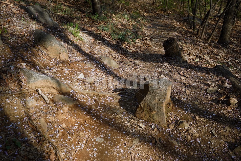 바위,꽃잎,그림자,나무그림자,자연,ground