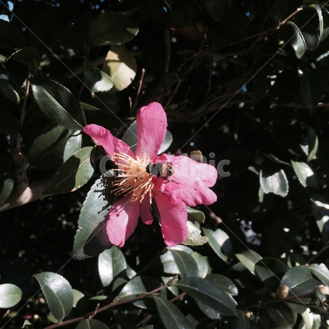 화분,pollen,식물,plant,꽃잎,벌