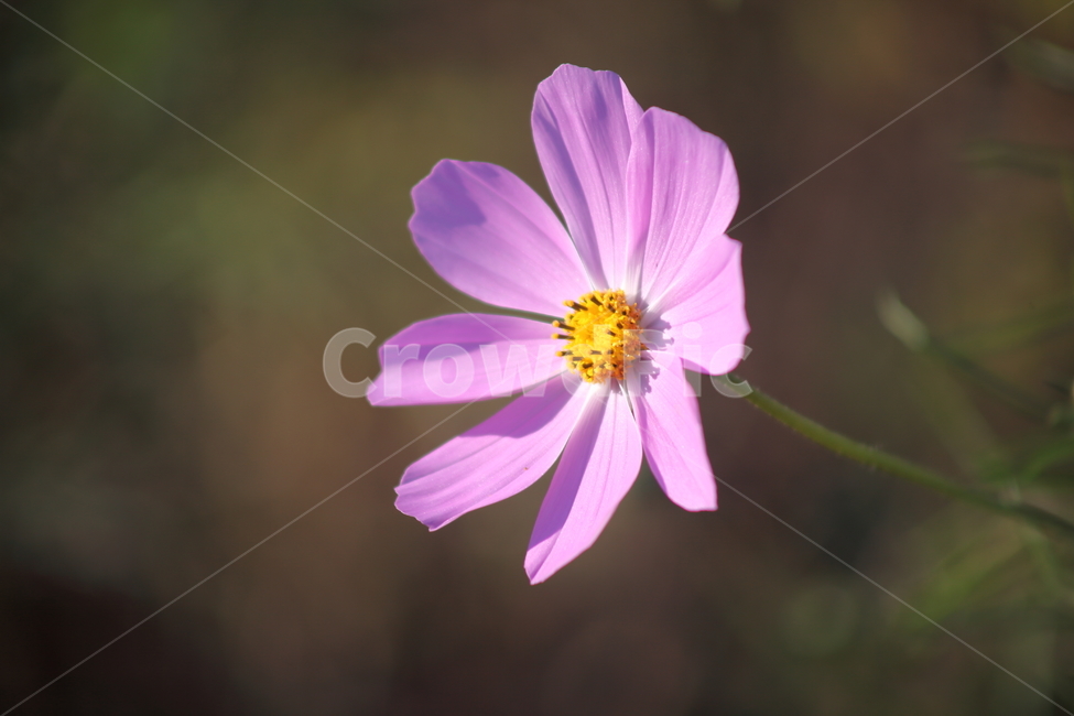 코스모스,식물,꽃,가을꽃,cosmos,가을,계절,fall,autumn,season,식물,자연,plants,nature,꽃,flower,plant