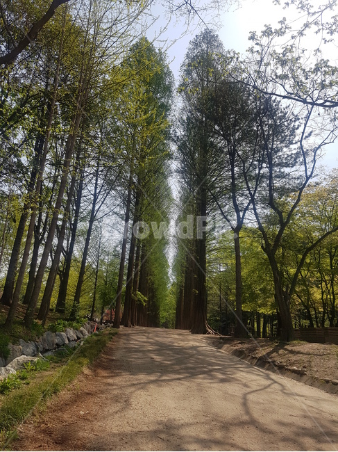 자연,풍경,나무,숲,힐링,자연,풍경,nature,landscape,식물,plants,나무,trees,wood,tree,plant