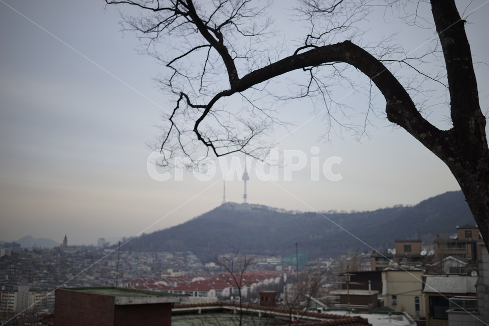 서울,도시,남산,겨울,풍경,도시,풍경,city,landscape,한국도시풍경,한국도시경관,korea cityscape,plant,식물,tree,나무