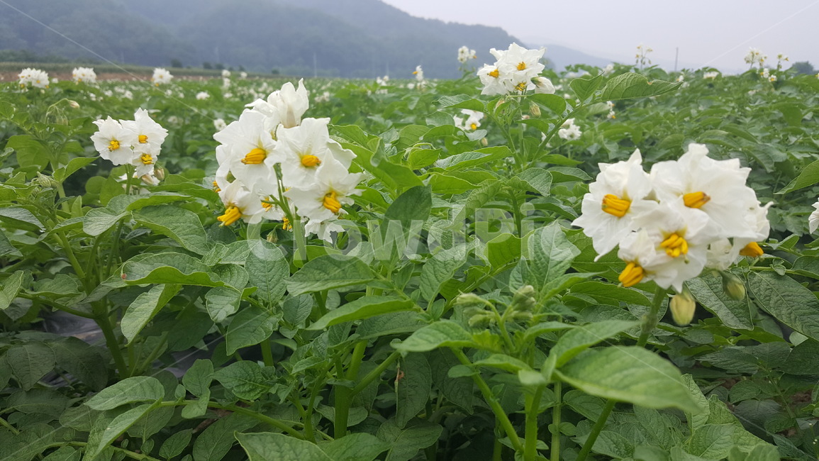 풍경,자연,landscape,nature,감자,감자잎,감자꽃