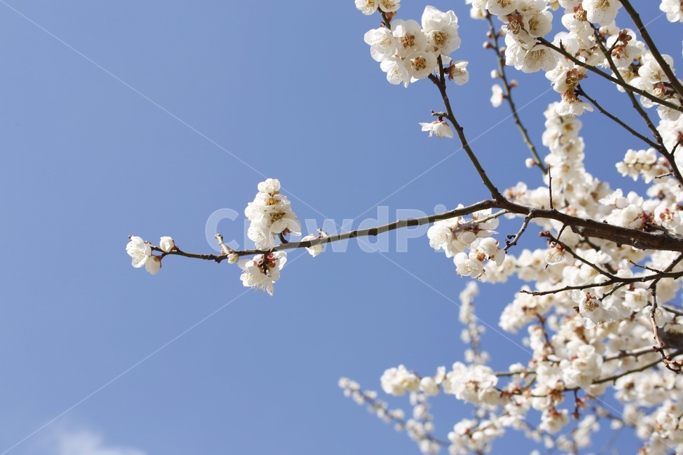 자연풍경,봄,매화,하늘,나무,flower,봄,계절,spring,season,식물,자연,plants,nature,꽃,flower,plant