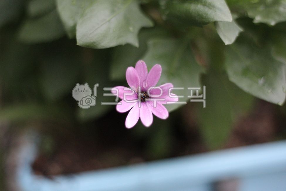 pink,blossom,plant,flower