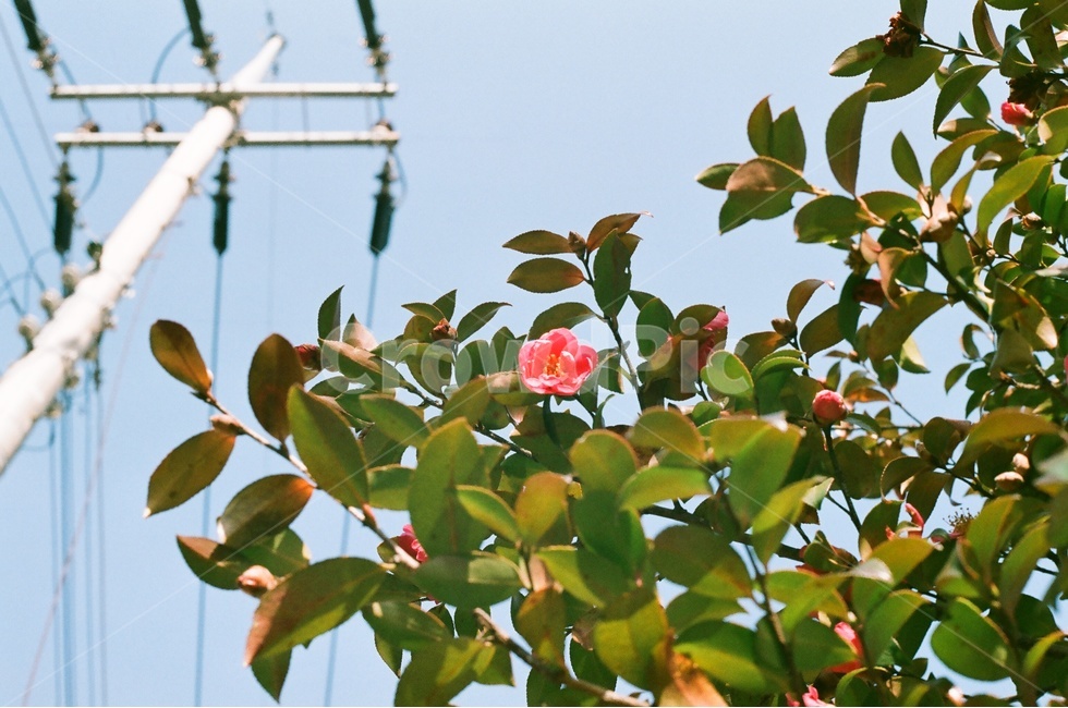 꽃,필름카메라,하늘,동백,동백꽃,전봇대,필카,감성,봄,나무,자연,풍경,spring,flower,봄,계절,spring,season,식물,자연,plants,nature,꽃,flower,감성,sensible,feeling,plant