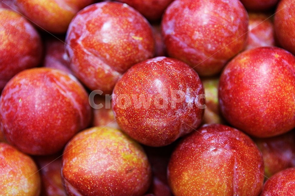 자두,빨강,수확,싱싱한,과일,음식,식재료,요리,먹거리,가을,추수,과일,열매,fruit