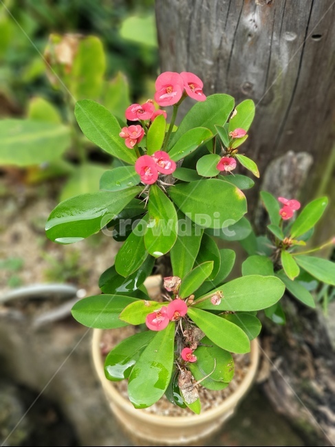 plant,식물,flower,꽃,꽃기린,예수꽃,화분