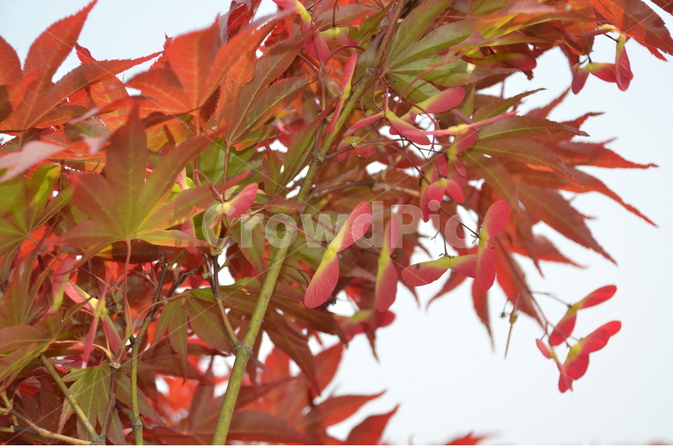 단풍,단풍나무,단풍잎,단풍나무씨앗,시과,단풍나무열매,maple,가을,계절,fall,autumn,season