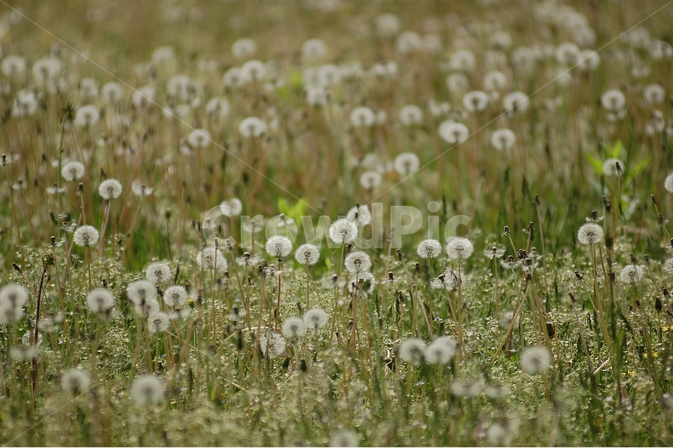 자연,봄,꽃,봄꽃,민들레,홀씨,Nature,spring,봄,계절,spring,season,식물,자연,plants,nature,꽃,flower,plant,blossom