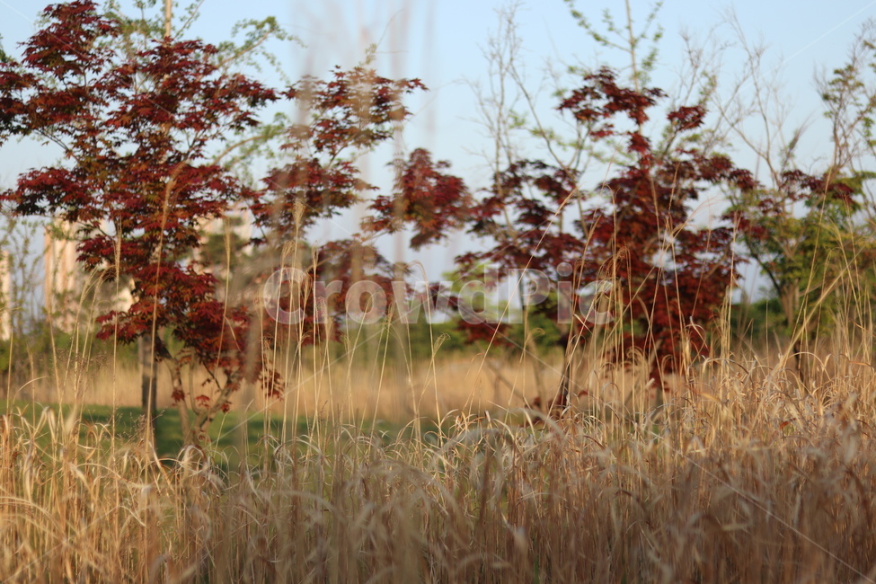 억새,아침빛,봄,갈색,동네,자연,풍경,nature,landscape,식물,plants,plant,tree,나무