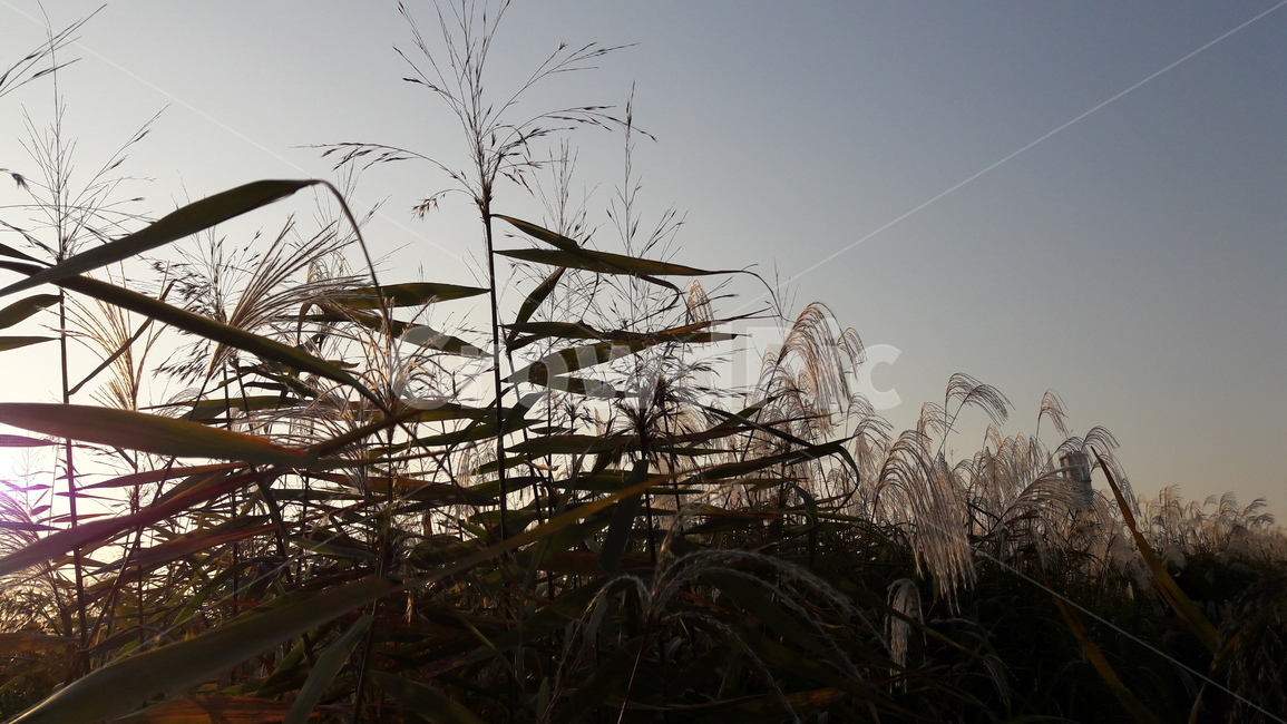 가을,갈대,하늘,붉은,저녁놀,가을,계절,fall,autumn,season,자연,풍경,nature,landscape,plant,식물,grass,잔디,lawn,reed