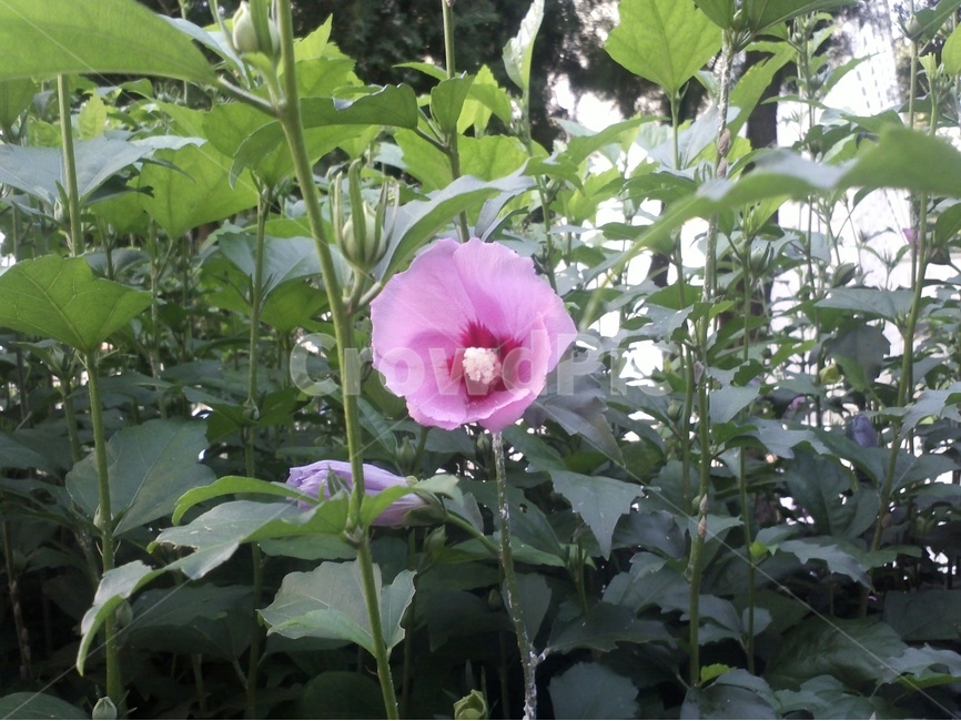 무궁화,무궁화꽃,분홍색무궁화,우리나라꽃,나라꽃,식물,자연,plants,nature,꽃,flower
