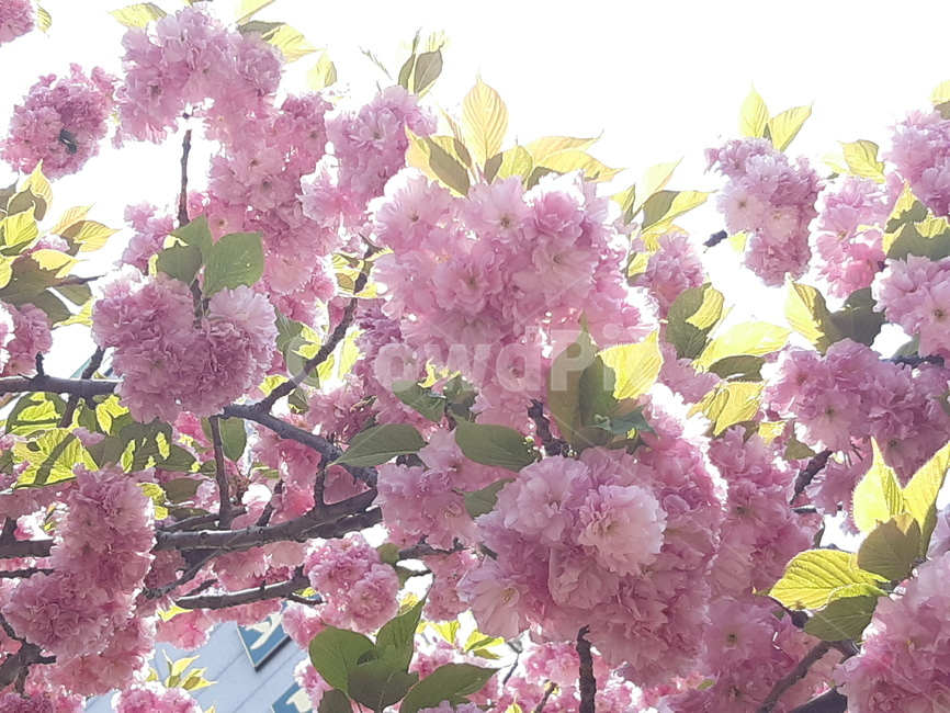 겹벚꽃,벚꽃,봄,배경,백그라운드,자연,식물,계절,분홍,분홍꽃,핑크,꽃송이,꽃잎,아름다움,벚나무,개화,만개,봄,계절,spring,season,식물,자연,plants,nature,꽃,flower,plant,blossom