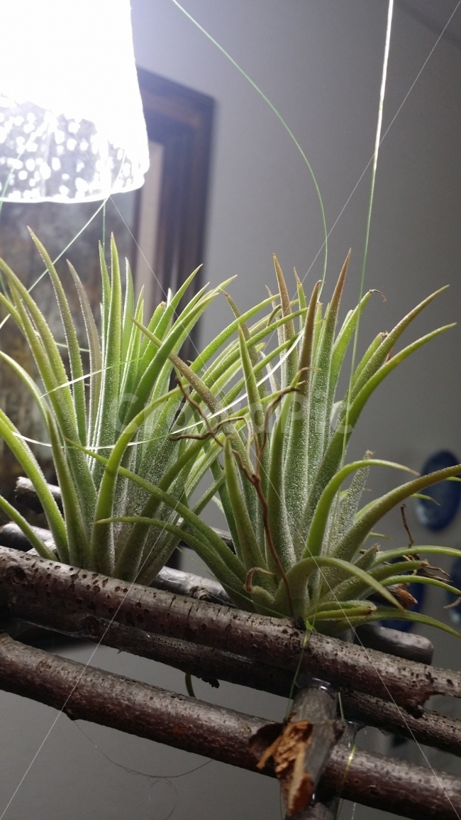 선인장,화초,조명,사색,생명,식물,자연,plants,nature