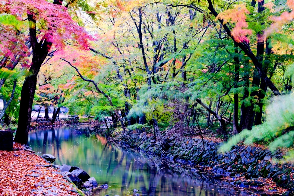 고창,선운사,도솔천,가을,단풍,계곡,바람,색감,비,자연,풍경,nature,landscape,가을,계절,fall,autumn,season