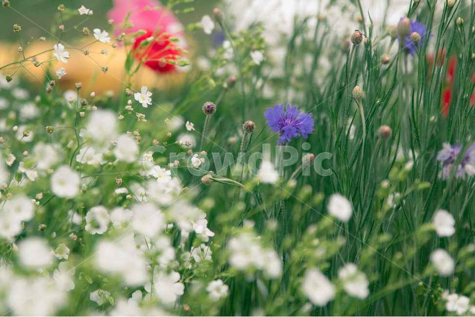 양귀비,양귀비꽃,꽃,감성사진,보케,flower,red,pink,안개꽃,수레국화,식물,자연,plants,nature,꽃,flower,감성,sensible,feeling