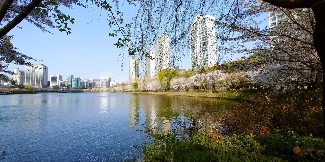 호수,파란하늘,벚꽃,건물,호숫가