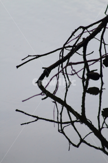 반영,그림자,나무,물,솔방울,reflection,식물,식물,자연,plants,nature,나무,trees,wood,실루엣,그림자,silhouette,shadow
