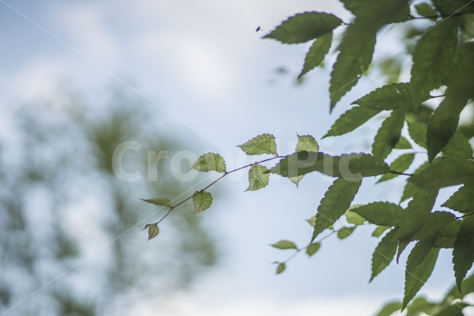 식물,나무,잎,초록,이파리,식물,자연,plants,nature