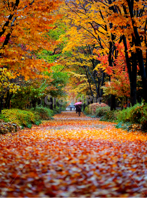 가을,만추,낙엽,비,11월,가을풍경,단풍,가을,계절,fall,autumn,season