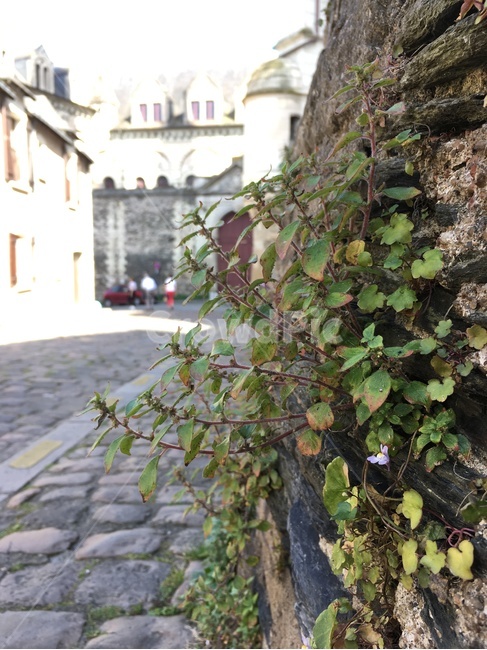 골목길,골목,길,조약돌,집,건축,벽,담장,꽃,식물,앙제,프랑스,alley,road,cobblestone,house,architecture,wall,stonewall,flower,plant,angers,france