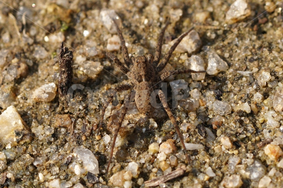거미,땅거미,곤충,벌레,자연,동물,자갈,돌멩이,spider,bug,bugs,insect,nature,접사,macro,animal,기어가는,기어가다,한국자연,한국의자연,snap,snapshot,스냅,스냅사진,스넵,스넵사진,풍경,landscape,동물,animal,곤충,벌레,insect,bug