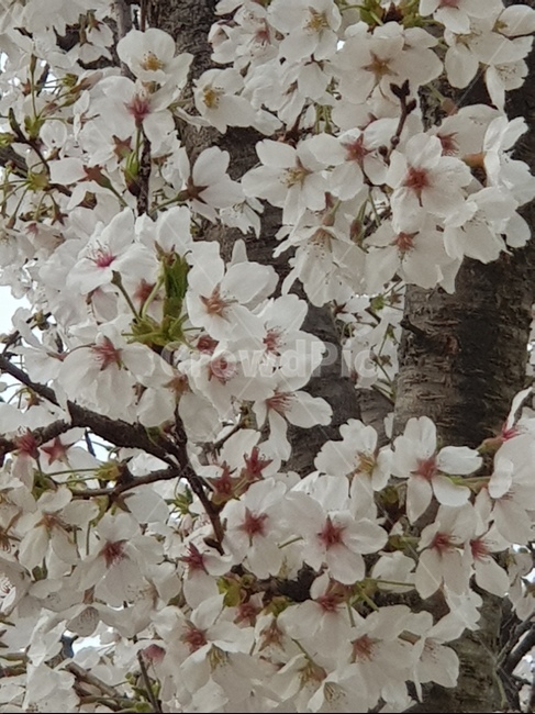벚꽃,벚나무,꽃,봄,핑크꽃,봄,계절,spring,season,식물,자연,plants,nature,꽃,flower,plant,blossom,cherry blossom