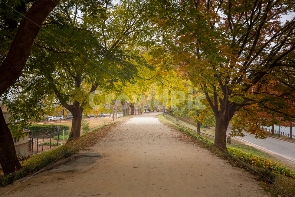 산책,가을,낙엽,빛,tree,plant,나무,식물,treetrunk,나무줄기,가을풍경