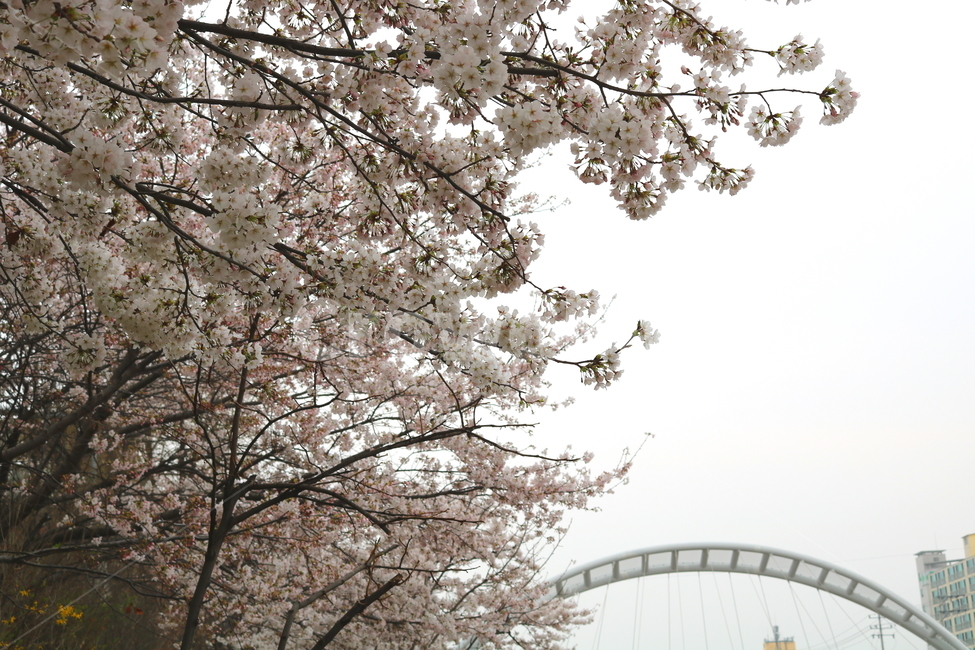 벚꽃,벚나무,벚꽃나무,나무,식물,꽃,장미과,봄,자연,봄,계절,spring,season,식물,자연,plants,nature,꽃,flower,plant,cherry blossom,blossom