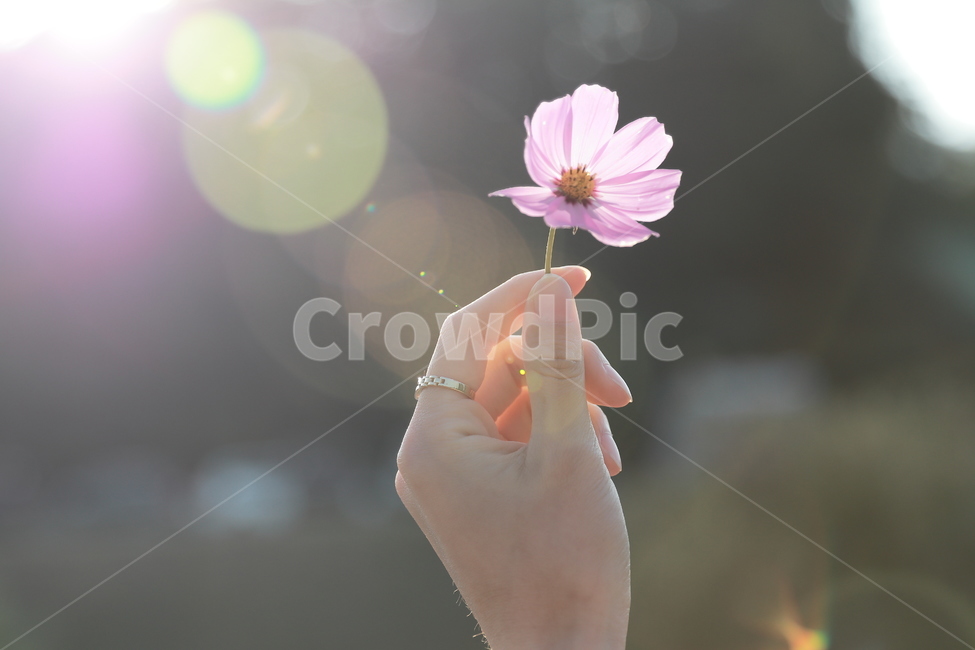 코스모스,여자손,꽃,보케,가을,플레어,빛,가을,계절,fall,autumn,season,꽃,flower,감성,sensible,feeling,휴식,힐링,rest,relaxation,healing,plant,식물