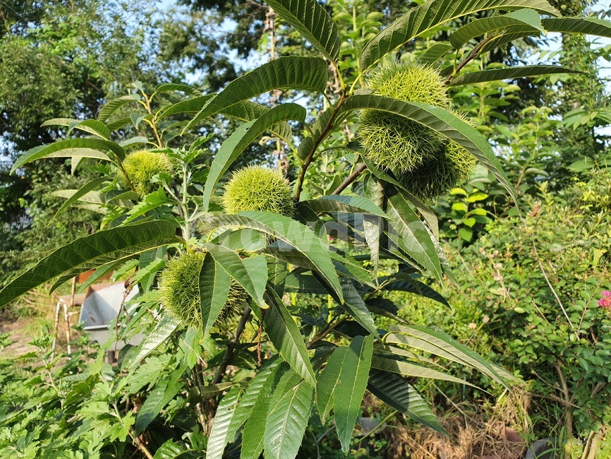 leaf,잎,plant,식물,vegetation,솔이,밤,겨울
