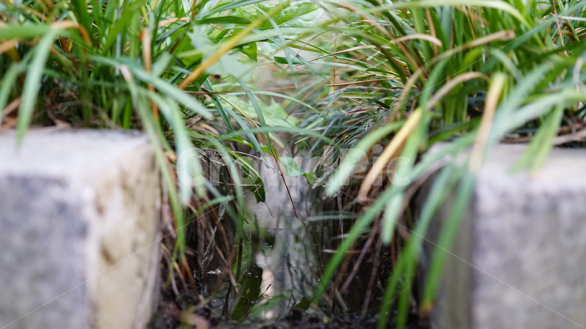 초록,초록색,풀,자연,도랑,물,식물,자연,plants,nature
