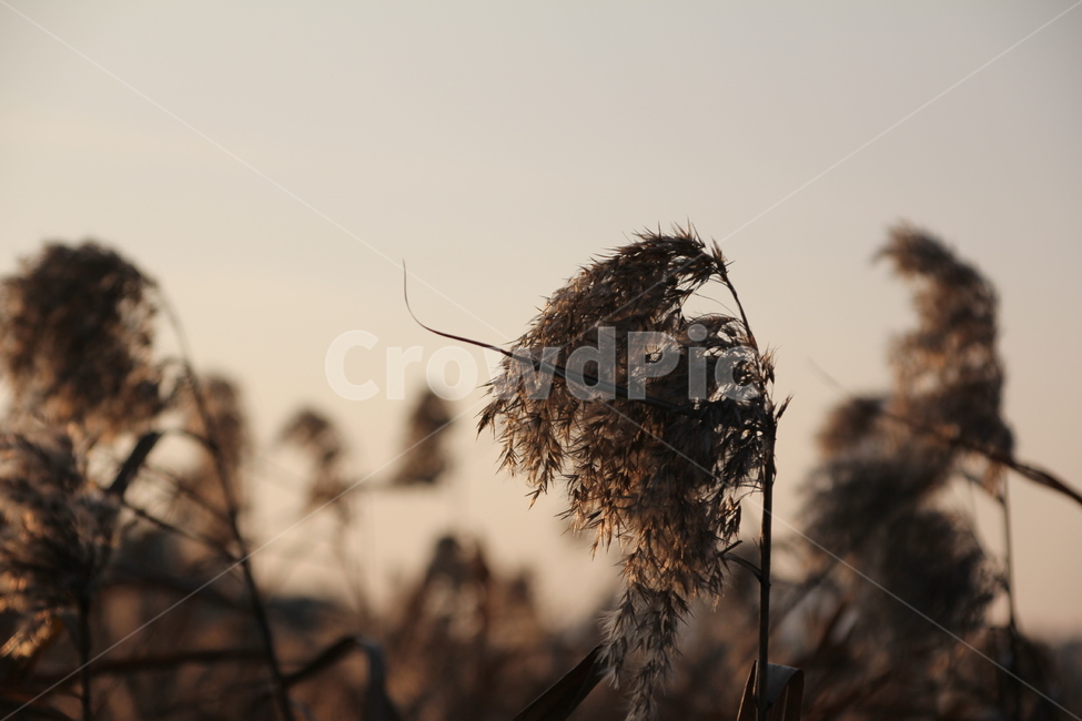 갈대,갈대명소,풍경,노을,억새,해질녁,도암리,가을,계절,fall,autumn,season,자연,풍경,nature,landscape,grass,잔디,plant,식물,lawn,reed