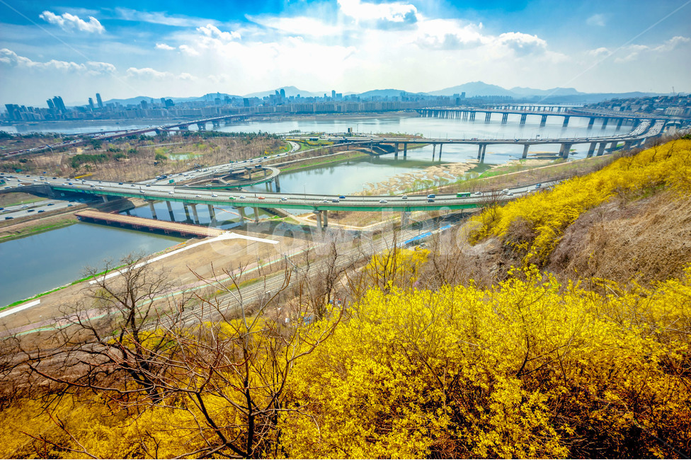 꽃,개나리,응봉산,서울,노랑,봄,봄,계절,spring,season,도시,풍경,city,landscape,한국도시풍경,한국도시경관,korea cityscape,nature,자연,outdoors,옥외,water,물