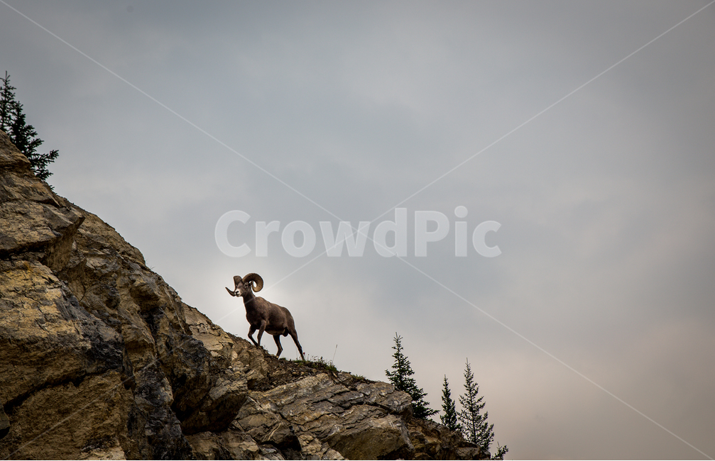 산,산양,동물,야생동물,하늘,캐나다,밴프,동물,animal,포유류,mammal
