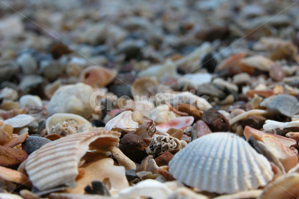 animal,동물,무척추동물,clam,대합,sealife,해양생물,seashell,조개,해안