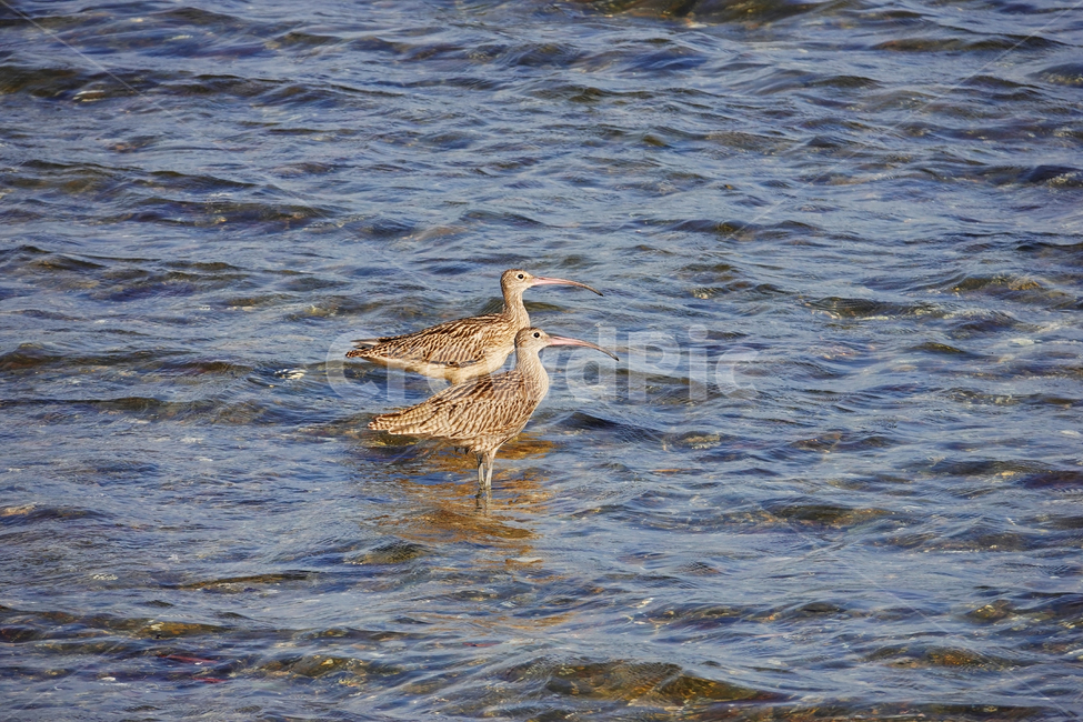 animal,새,bird,waterfowl,물새,알락꼬리마도요,멸종위기야생생물2급,fareasterncurlew,동물,animal,조류,새,birds