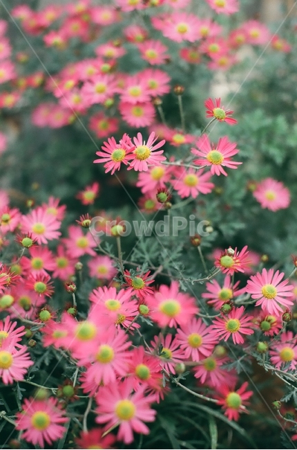 들꽃,꽃,시골,flower,자연,nature,day,낮,필름,film,오후