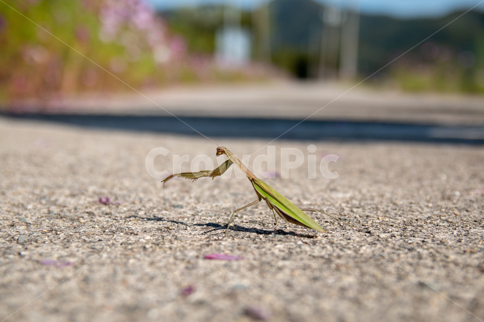 곤충,사마귀,mantis,insect,아웃포커싱,outfocusing,길,동물,animal,곤충,벌레,insect,bug